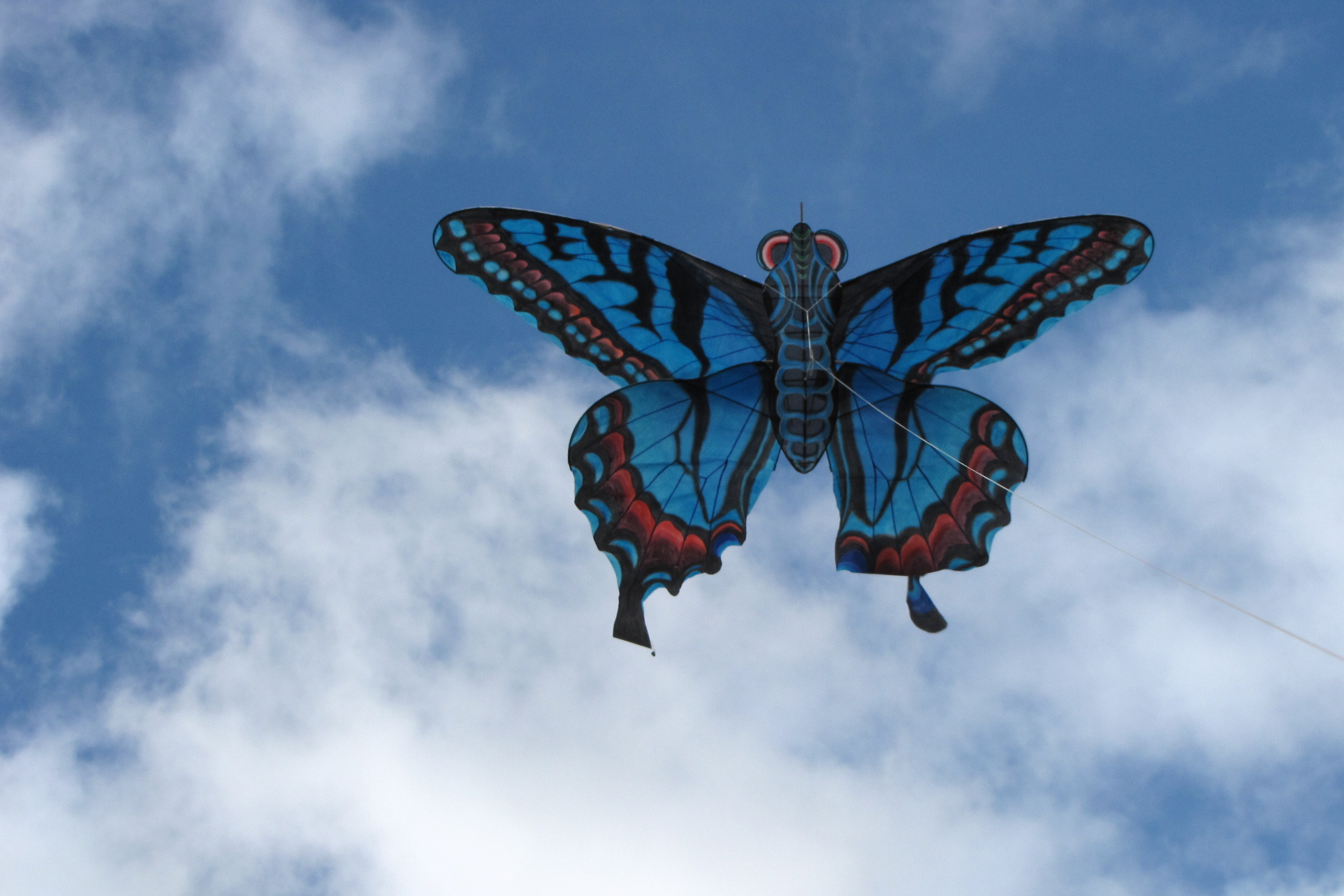 Chinese blue butterfly